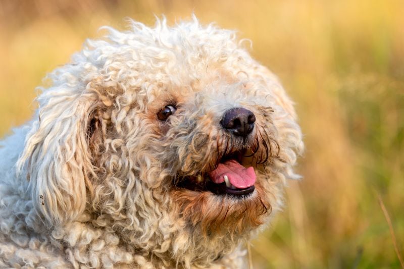 Pumik have curly hair