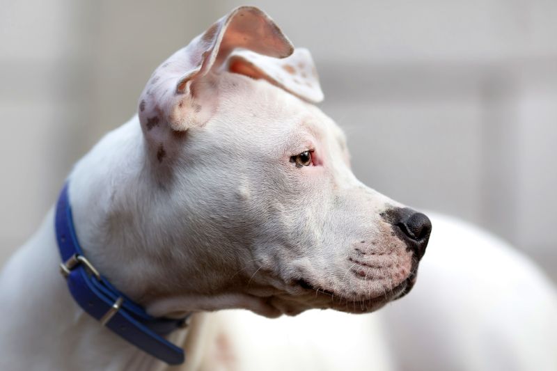 White American Staffordshire terrier