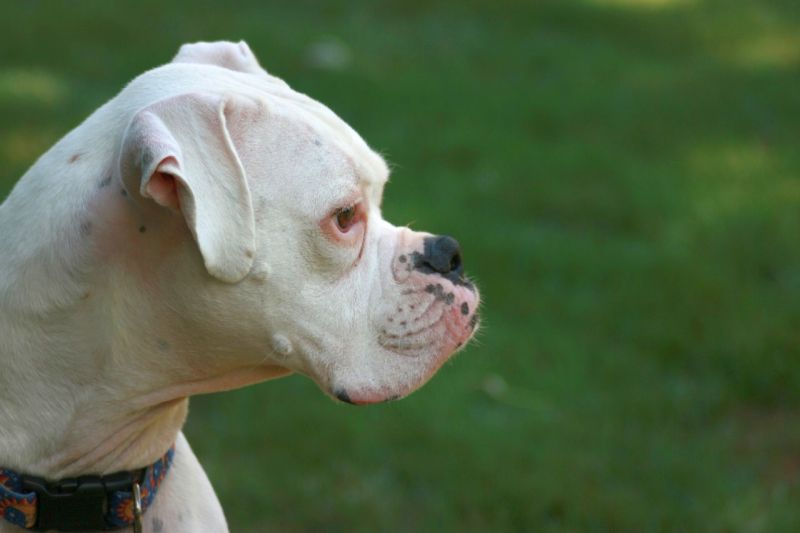 What is the biggest white dog breed?