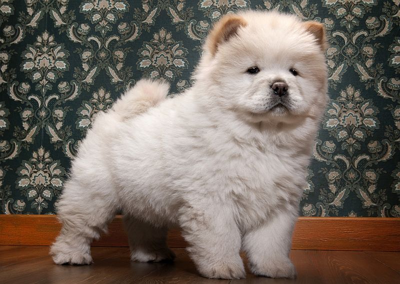 white-colored chow