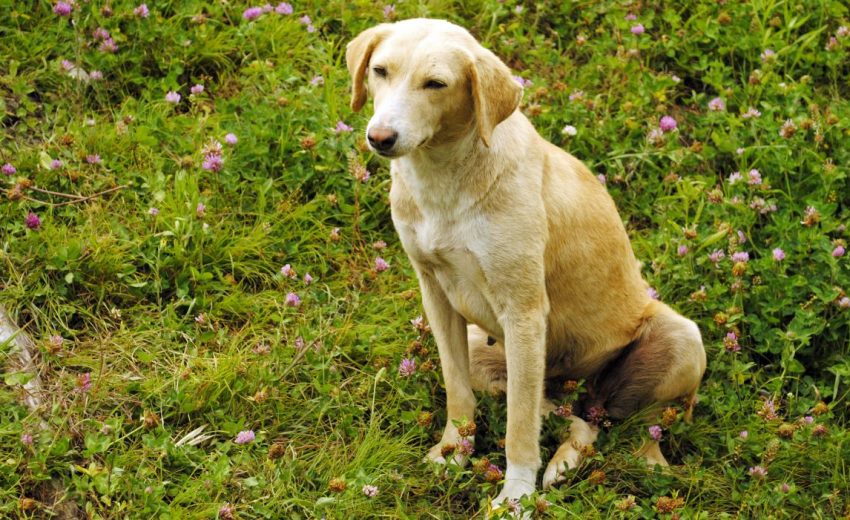 Kombai dog from India