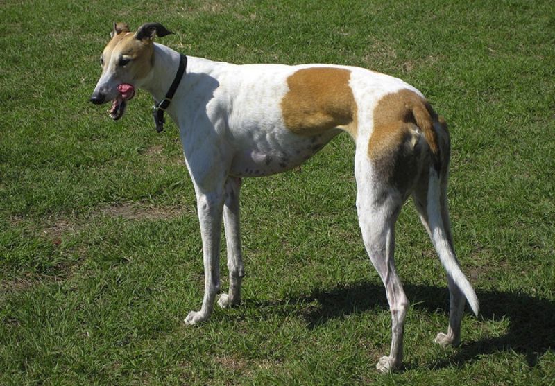 The Rampur greyhound is from India.