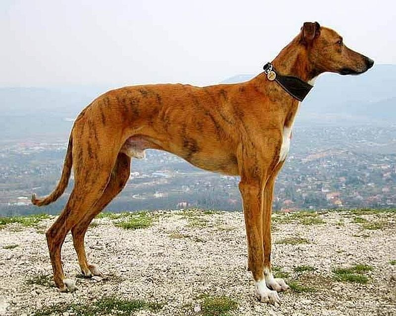 Vanjari hounds are from India