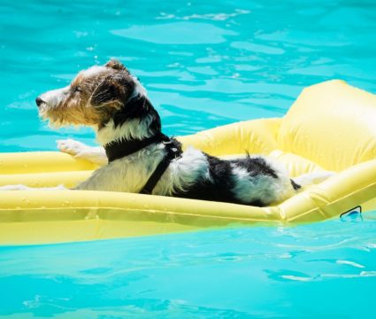 pool floats for dogs