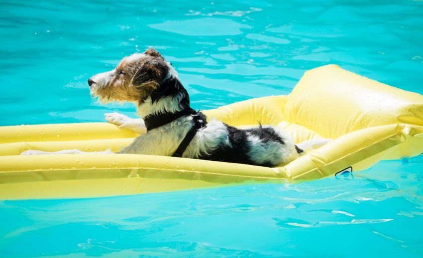 pool floats for dogs