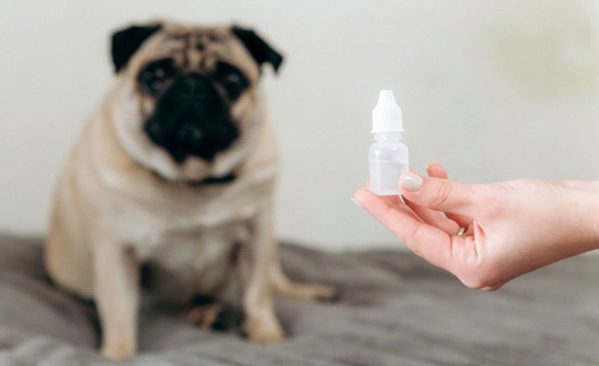 4 Best Dog-Safe Eye Drops & Dog Eye First-Aid Tips