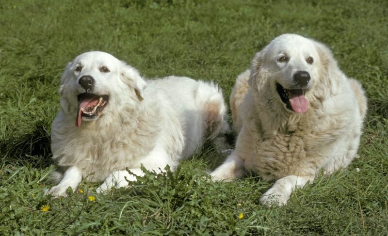 big white dogs