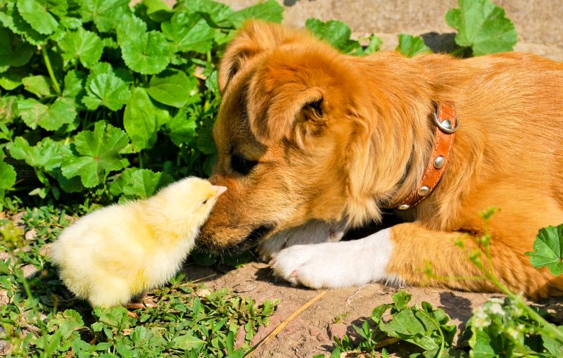 training dog to guard chickens