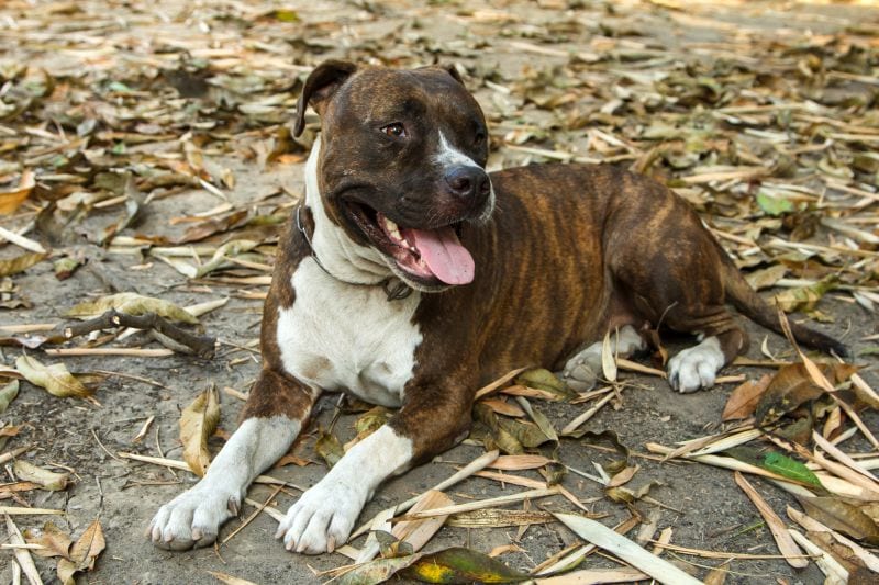 Brindle pit bulls