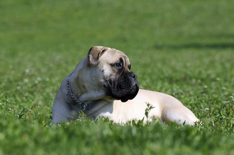 fawn-colored bullmastiff