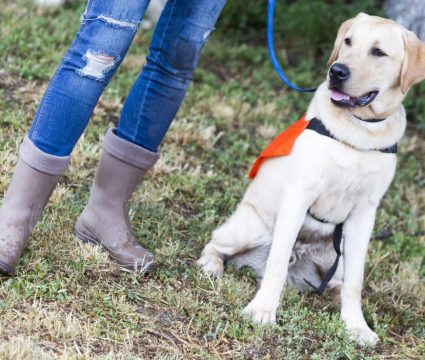 what is a conservation detection dog