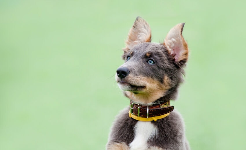 Identifying Dog Breeds By Ears