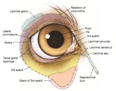 dog eye anatomy