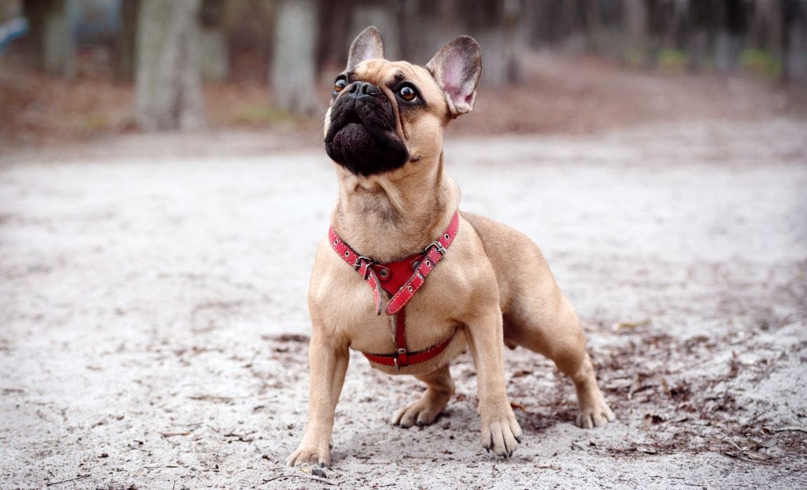 15 Fawn Dog Breeds Beautiful Brown 15 Fawn Dog Breeds Beautiful Brown