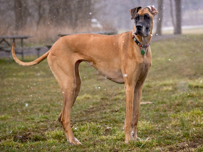 fawn colored Great Dane