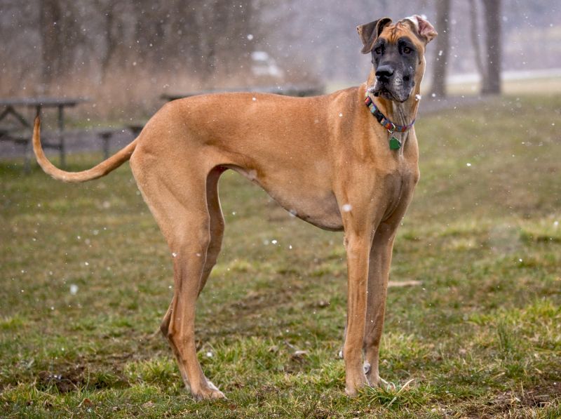 15 Fawn Dog Breeds Beautiful Brown 15 Fawn Dog Breeds Beautiful Brown