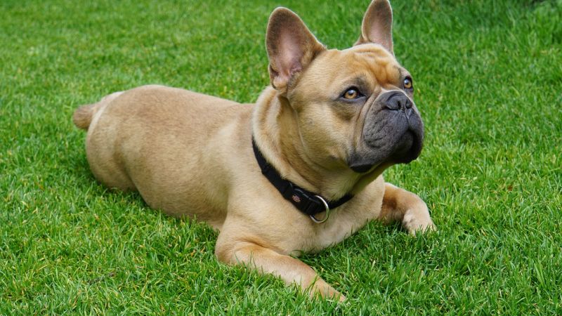 15 Fawn Dog Breeds Beautiful Brown 15 Fawn Dog Breeds Beautiful Brown