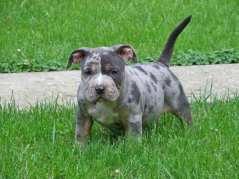 Merle pit bull puppy
