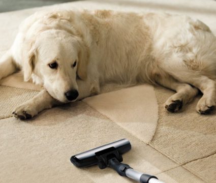 pet-safe carpet cleaners smell good