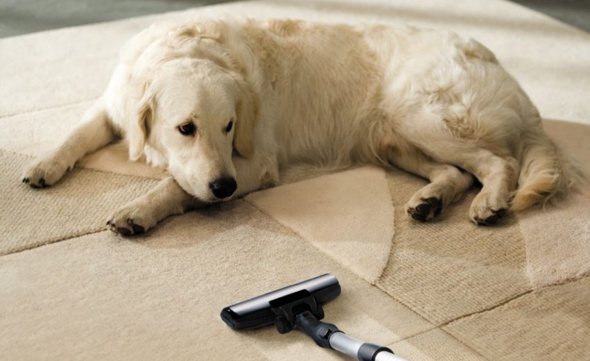 pet-safe carpet cleaners smell good