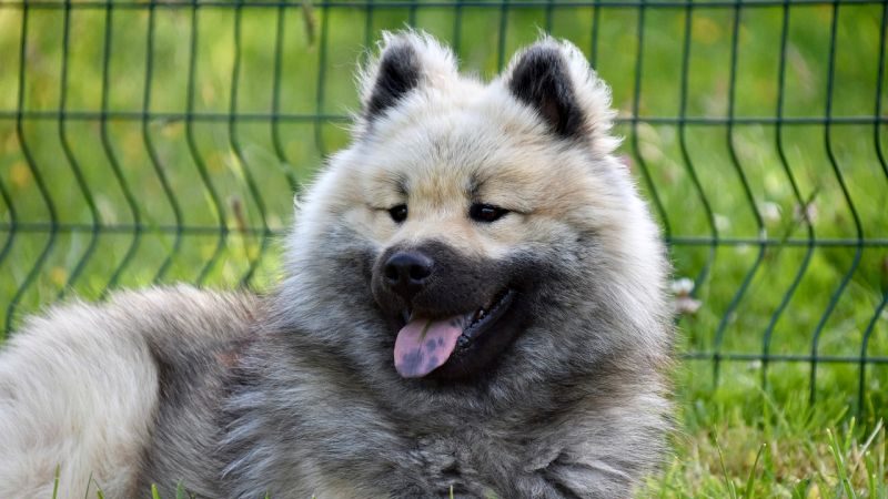 sable-coated dog