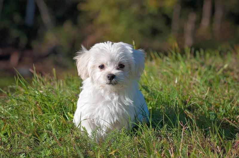 17 Small White Dog Breeds: Little Light-Colored Cuties!