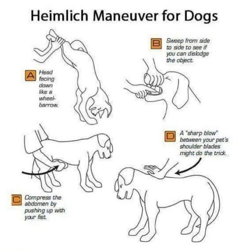 Heimlich Maneuver for Dogs
