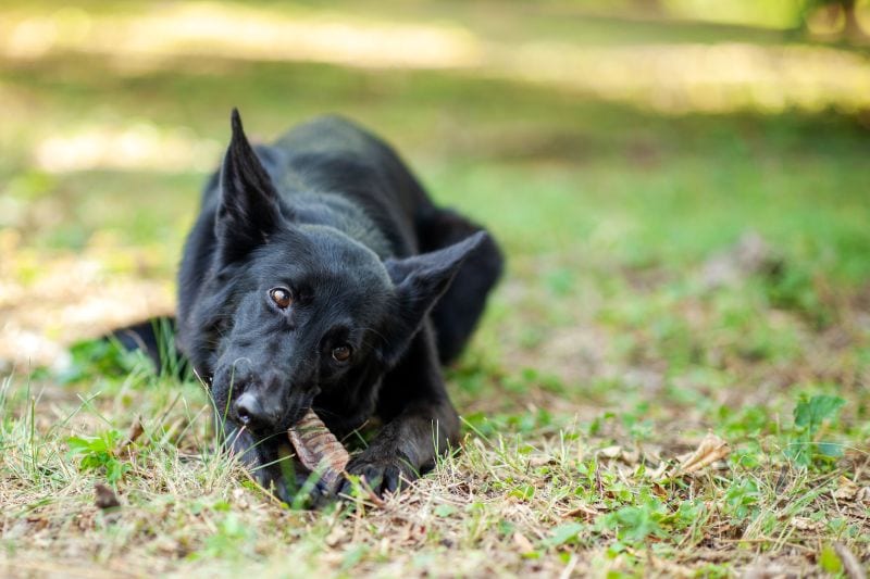 beef trachea safety for dogs