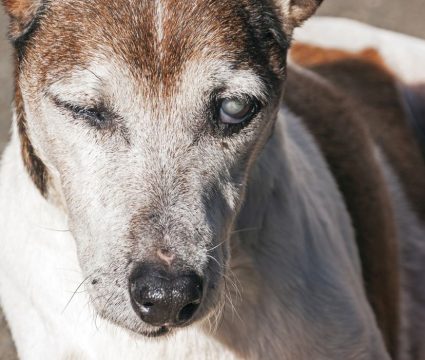 Help - My Dog Ate Raw Chicken! Do I Need to Worry?