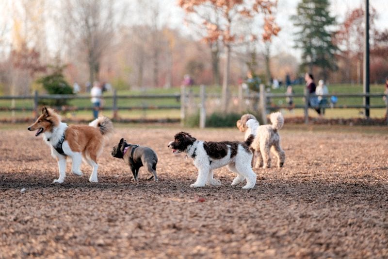 how to pick a good dog park