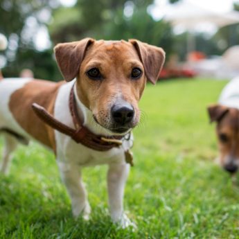 Best Dog Parks in NYC
