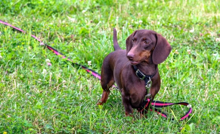 5 Best Long Dog Leashes for More Freedom!