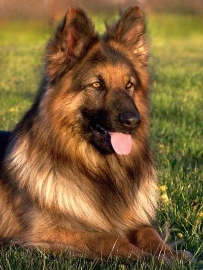 Long-haired German shepherd dog