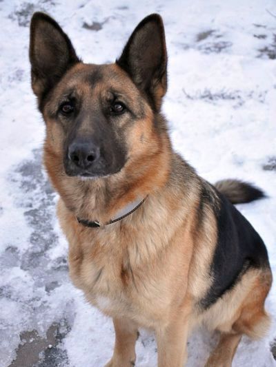 short-haired German shepherd dog