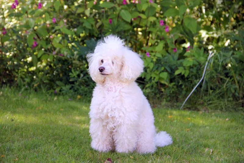 poodles can have white fur