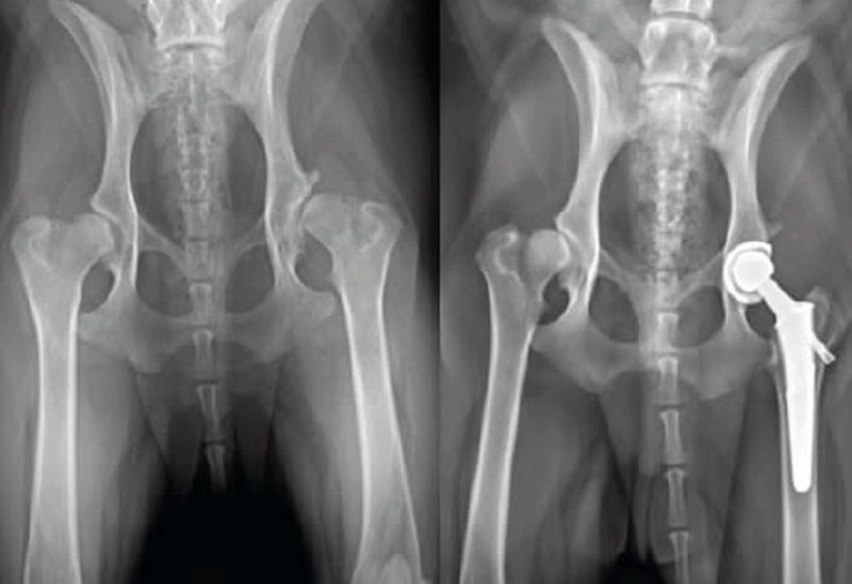 How Much Does Dog Hip Dysplasia Surgery Cost?