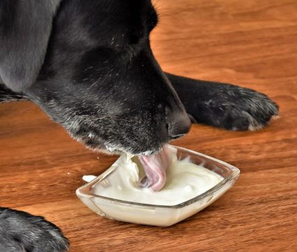good yogurt for dogs