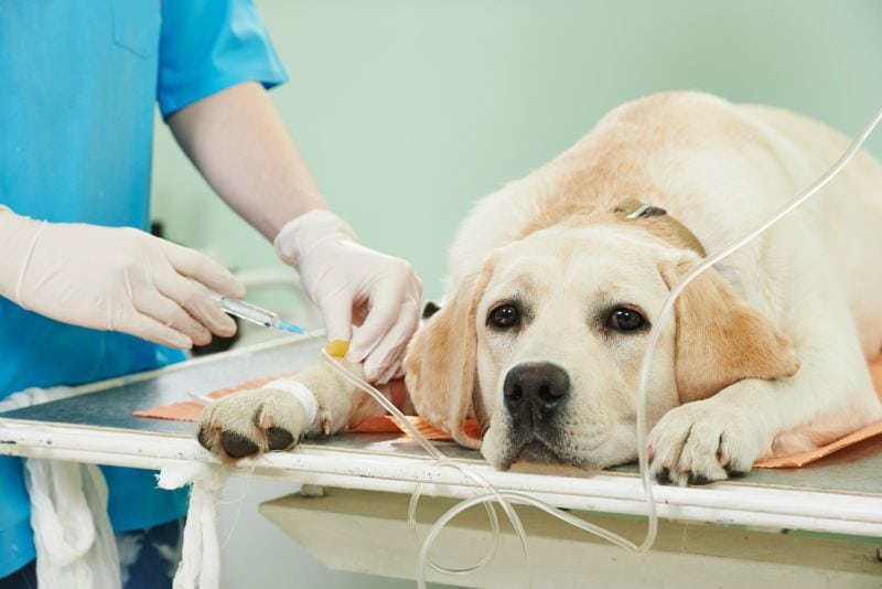 Signs of Poisoning in Dogs: Did Your Dog Eat Something Deadly? 6 How vets treat poisoning