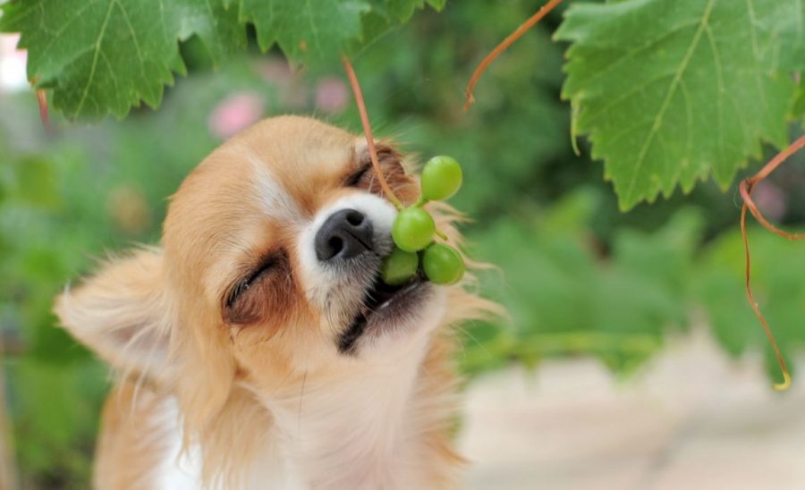 what happens if a dog eats cockroach poison