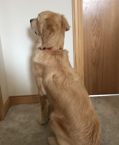 dog staring at the wall for no reason