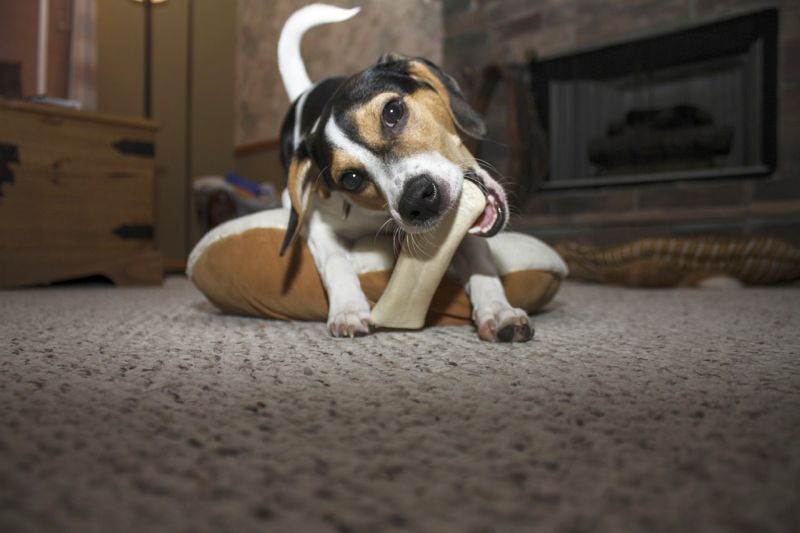 dogs steal to satisfy chewing instinct
