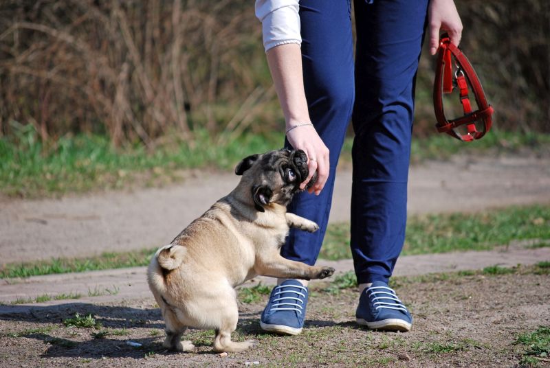 keep canine introductions calm