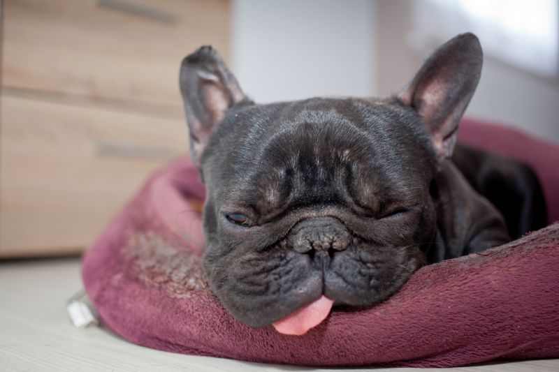 French bulldogs are ugly