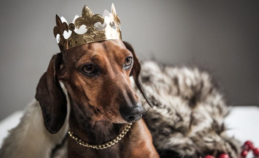 Regal Dog Names