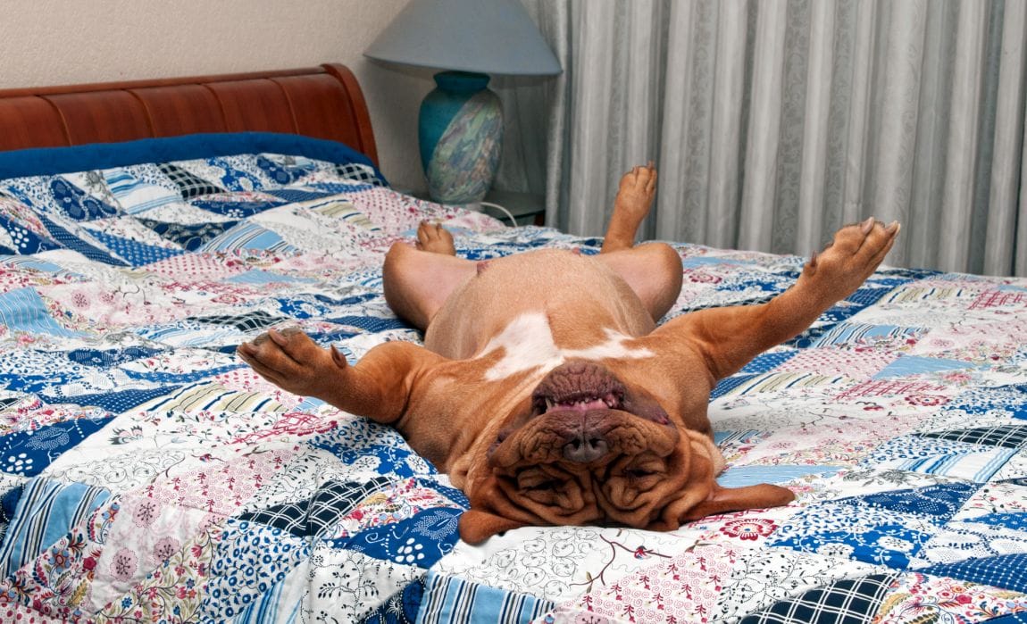 What Is Dog Sleep Apnea? Is It Serious? - K9 of Mine