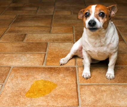 submissive urination in dogs