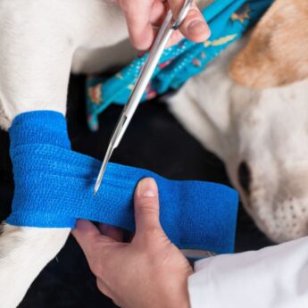 how much does dog acl surgery cost