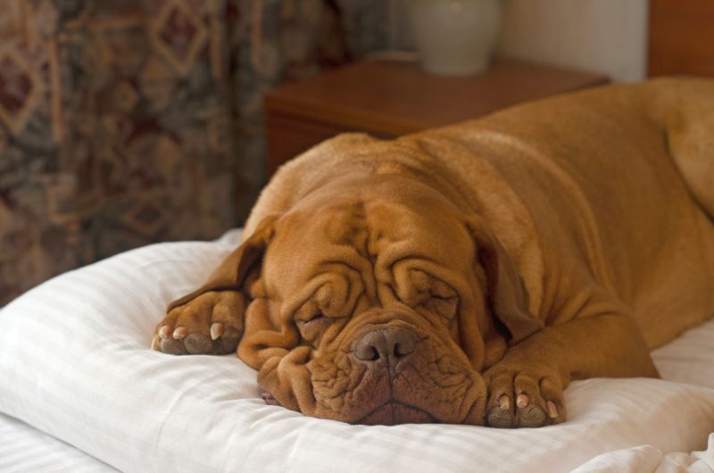 What Is Dog Sleep Apnea? Is It Serious? 4 How to treat sleep apnea in dogs