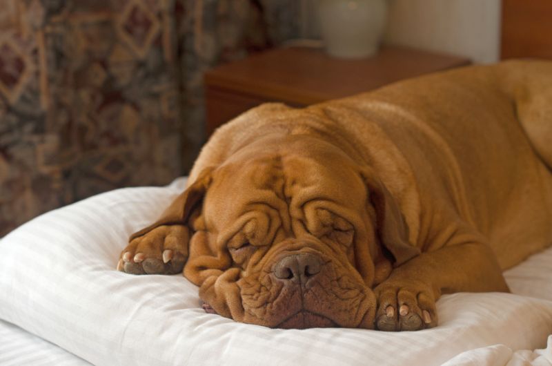 How to treat sleep apnea in dogs