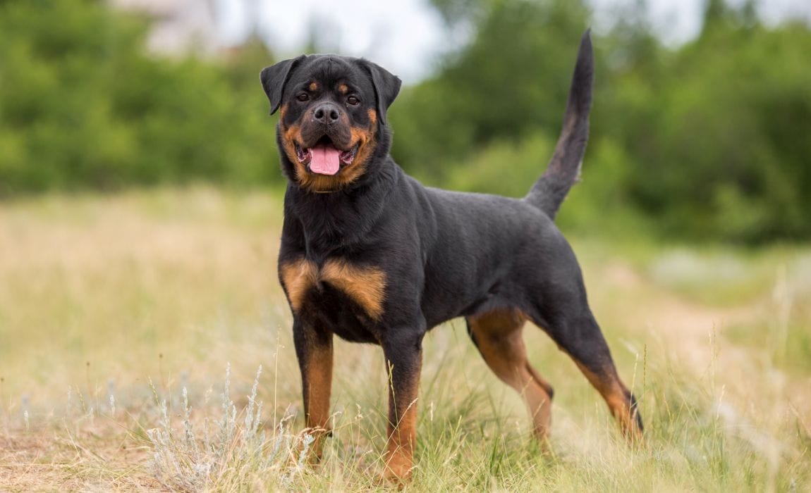 Rottweiler 101: Dog Breed Profile on Black & Brown Beauties!